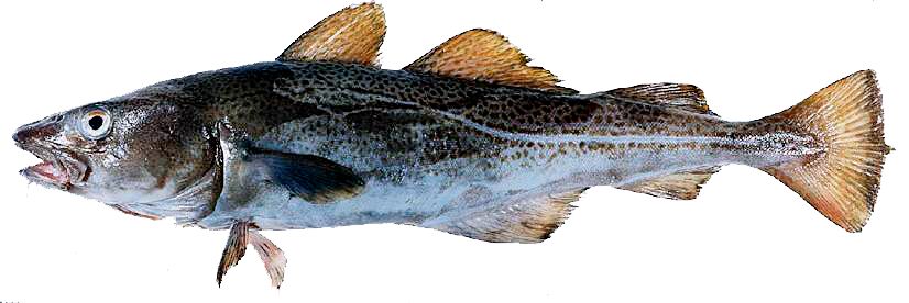 Gadus morhua_0122.jpg